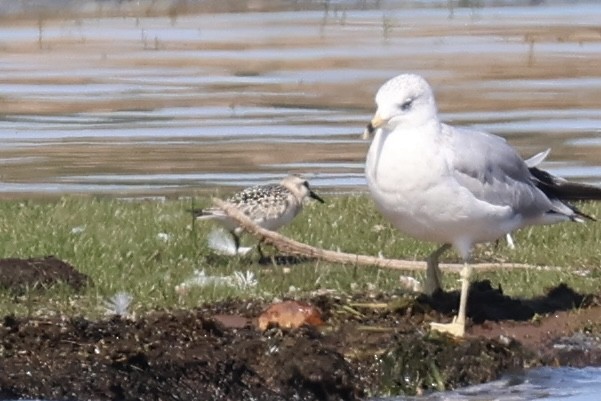 ミユビシギ - ML641831268