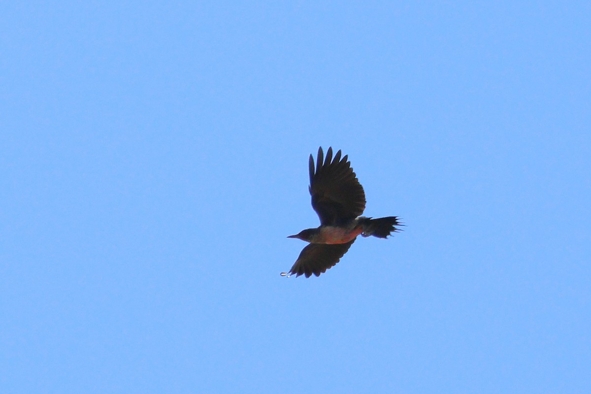 Lewis's Woodpecker - ML641831295