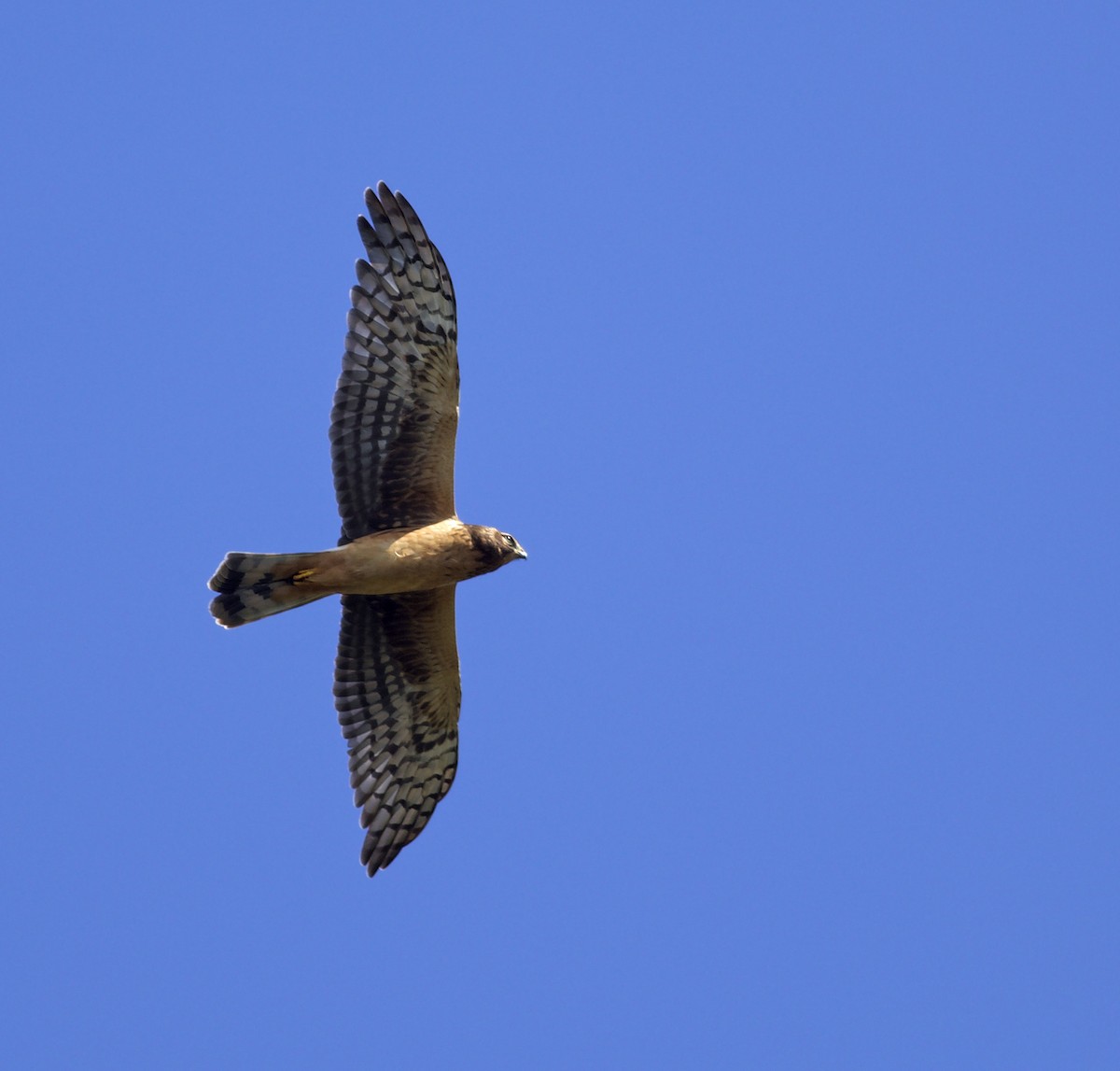 Northern Harrier - ML641831299