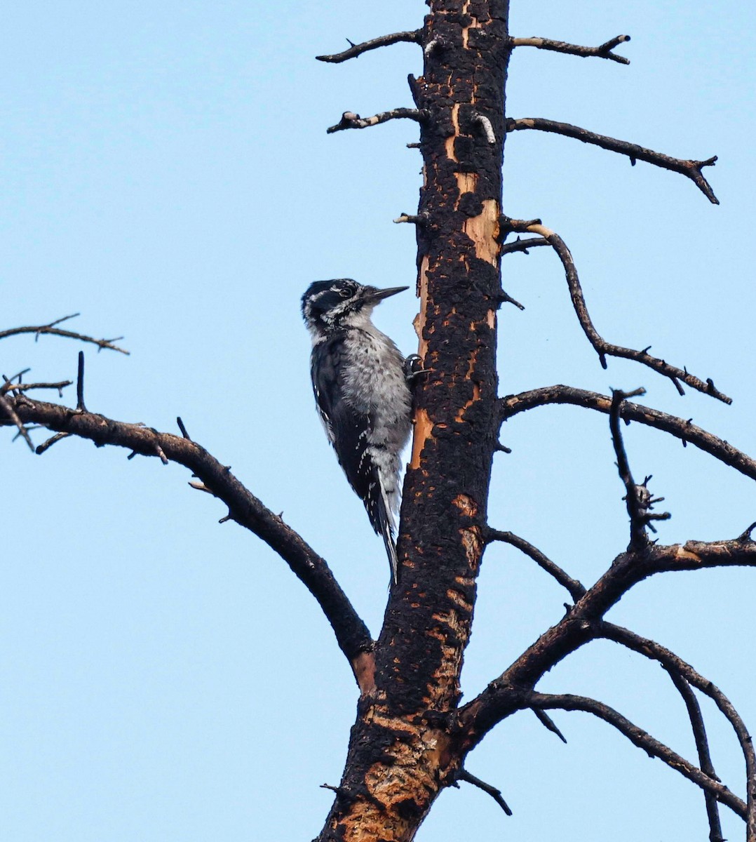 American Three-toed Woodpecker (Rocky Mts.) - ML641831300