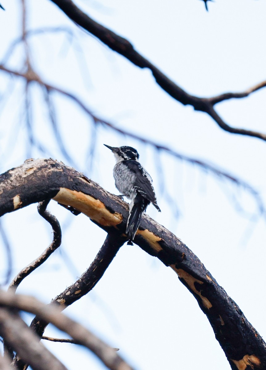 American Three-toed Woodpecker (Rocky Mts.) - ML641831301