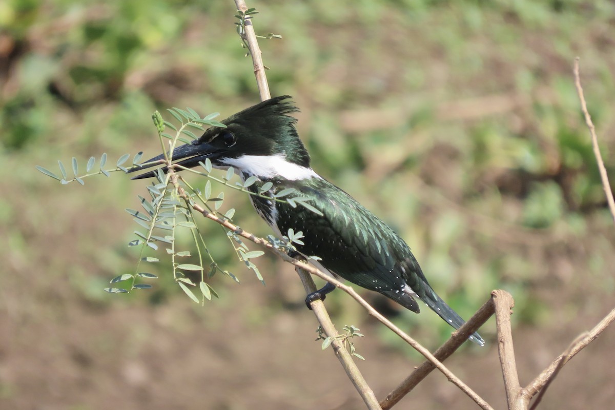 Amazon Kingfisher - ML641831305