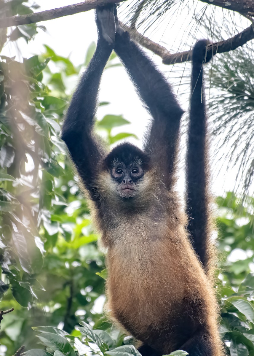 Central American Spider Monkey - ML641831321