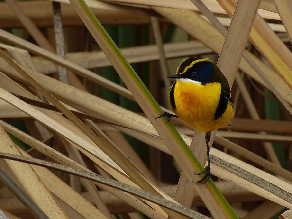 Many-colored Rush Tyrant - ML641831336