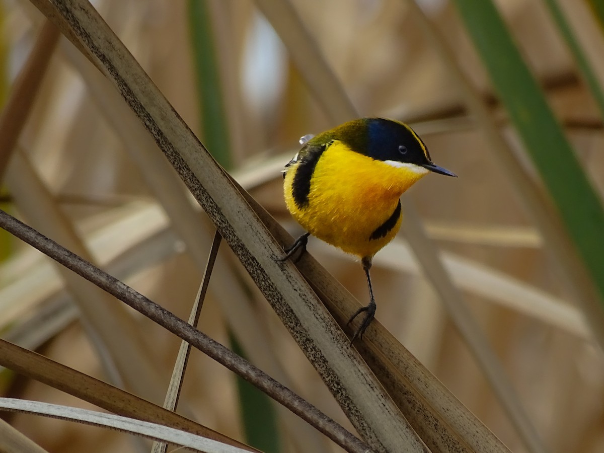 Many-colored Rush Tyrant - ML641831338