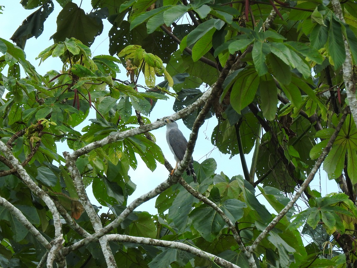 Gray Hawk - ML641831354