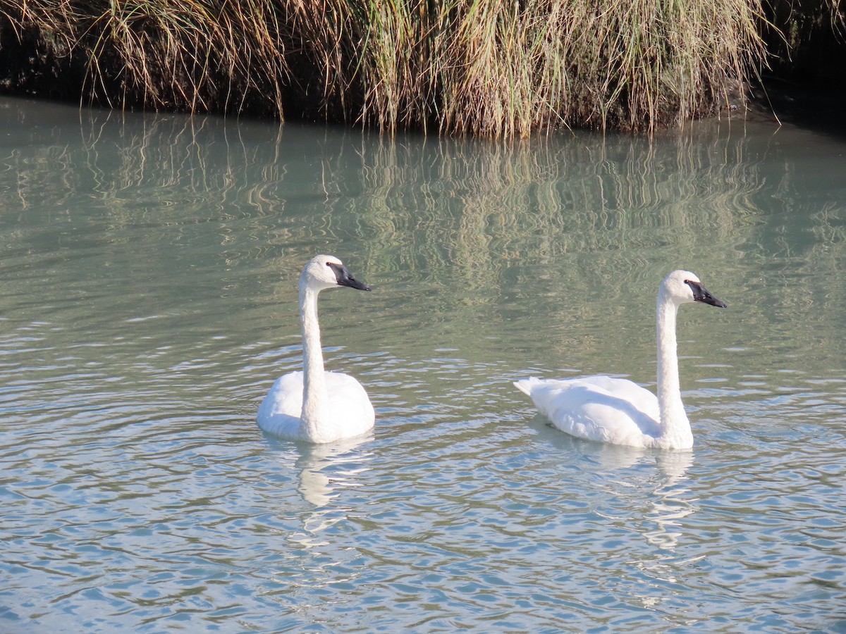 Trumpeter Swan - ML641831355