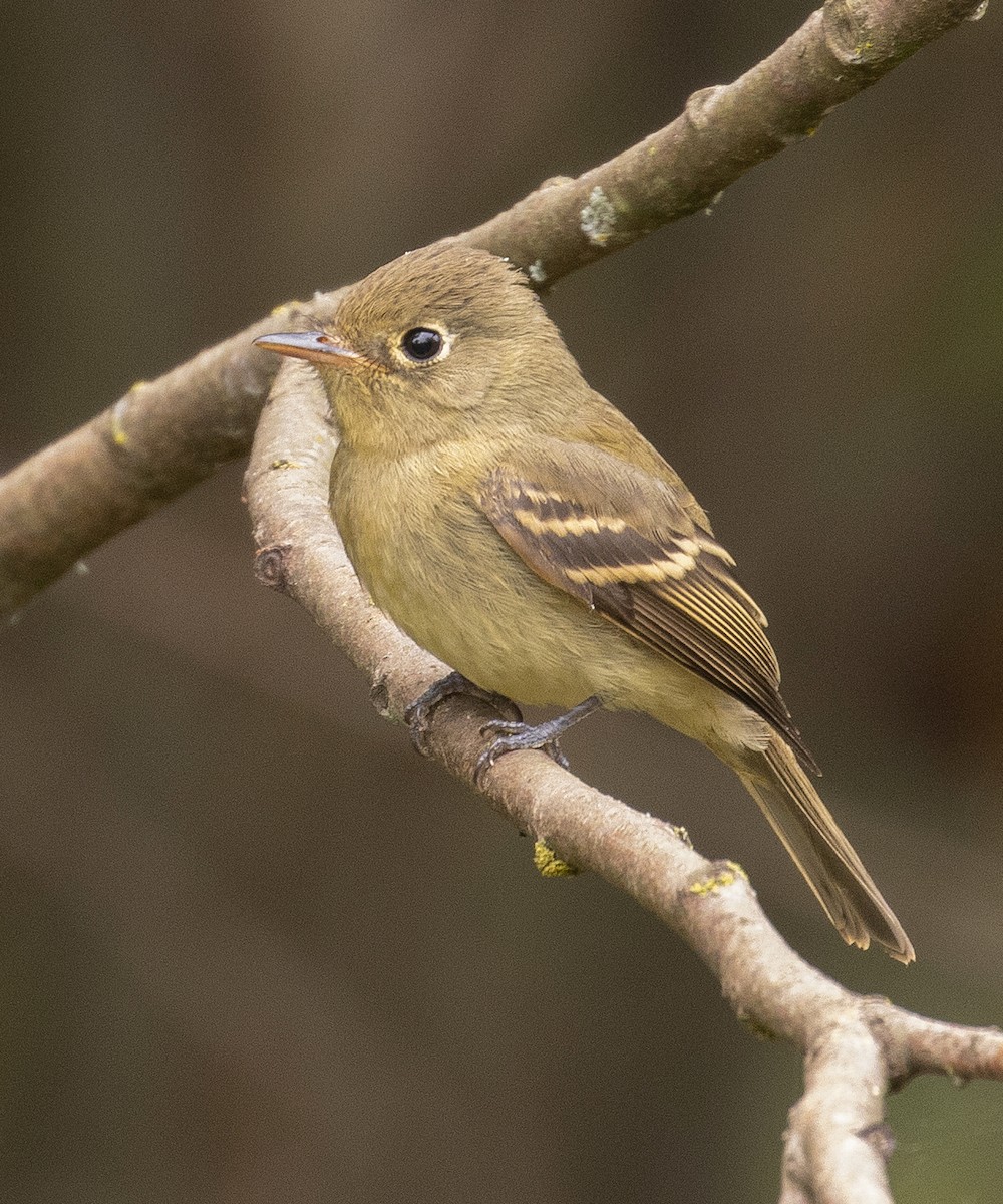 Western Flycatcher - ML641831356