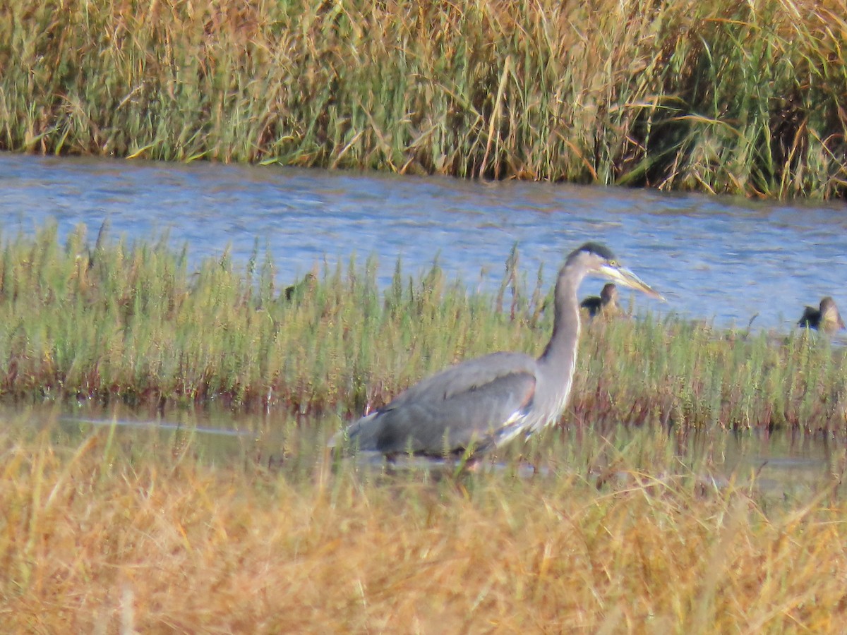 Great Blue Heron - ML641831362