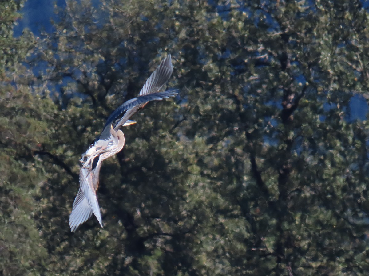 Great Blue Heron - ML641831363