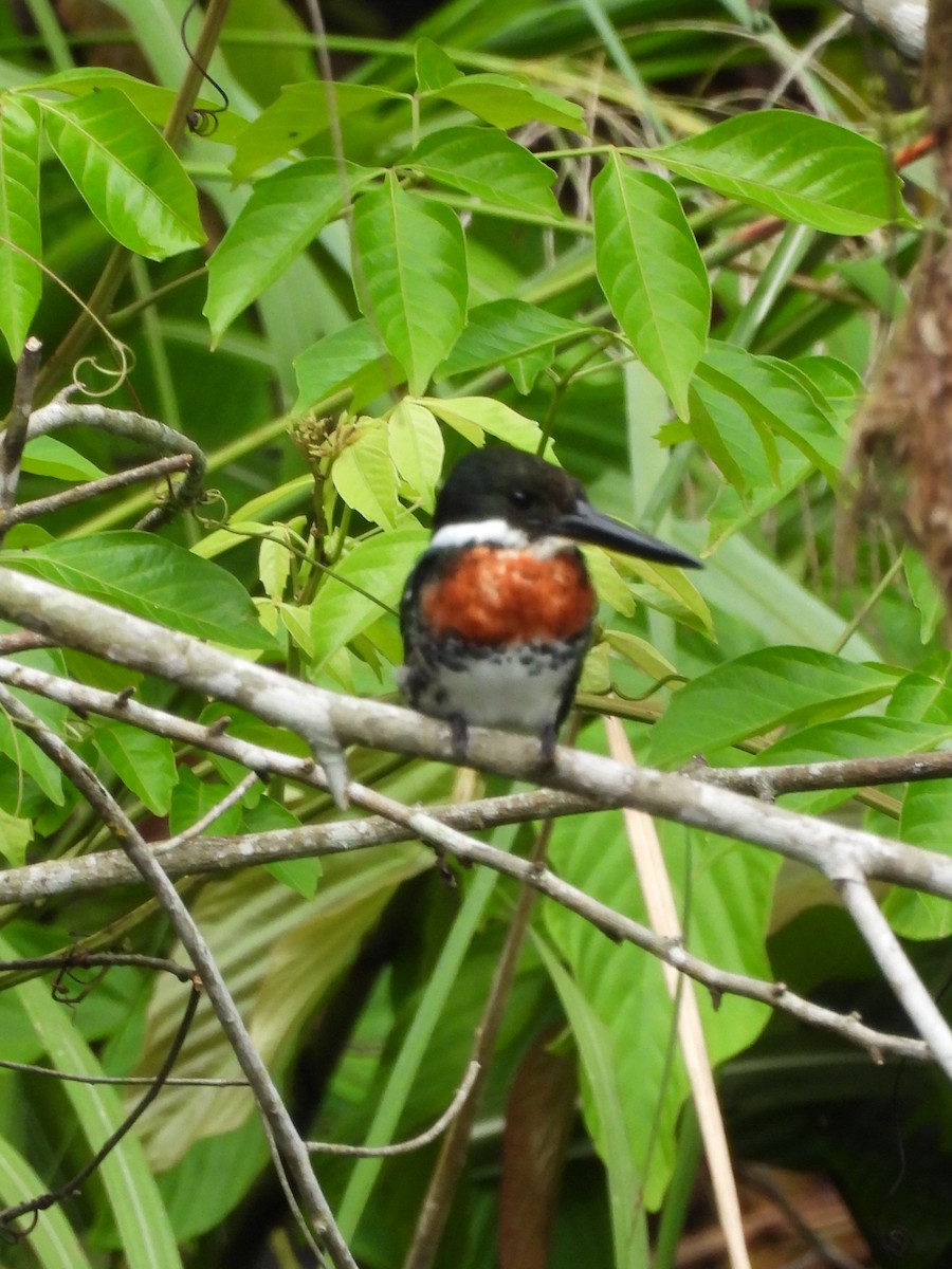 Green Kingfisher - ML641831377