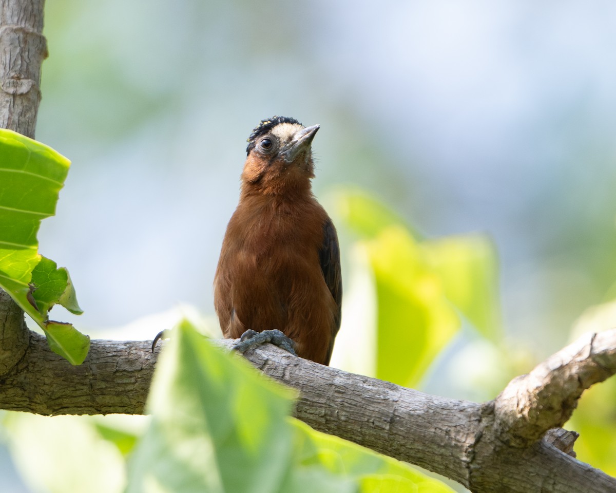 Chestnut Piculet - ML641831379
