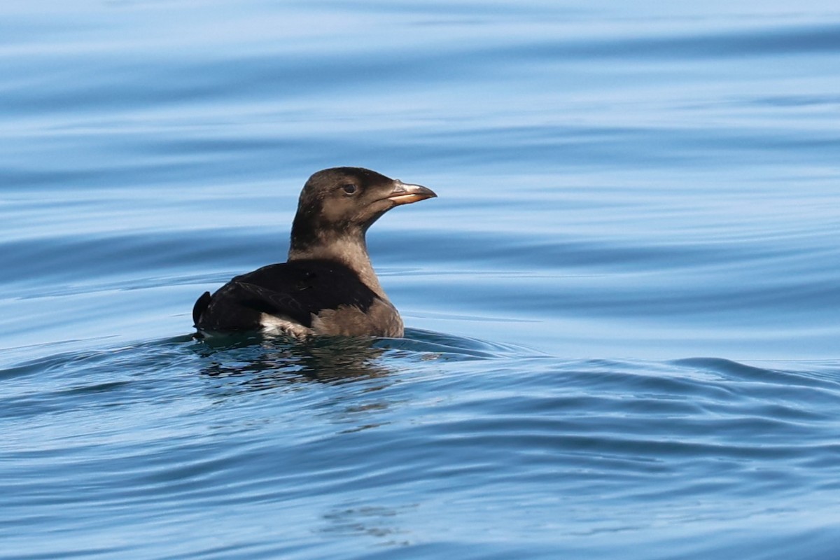 Rhinoceros Auklet - ML641831381