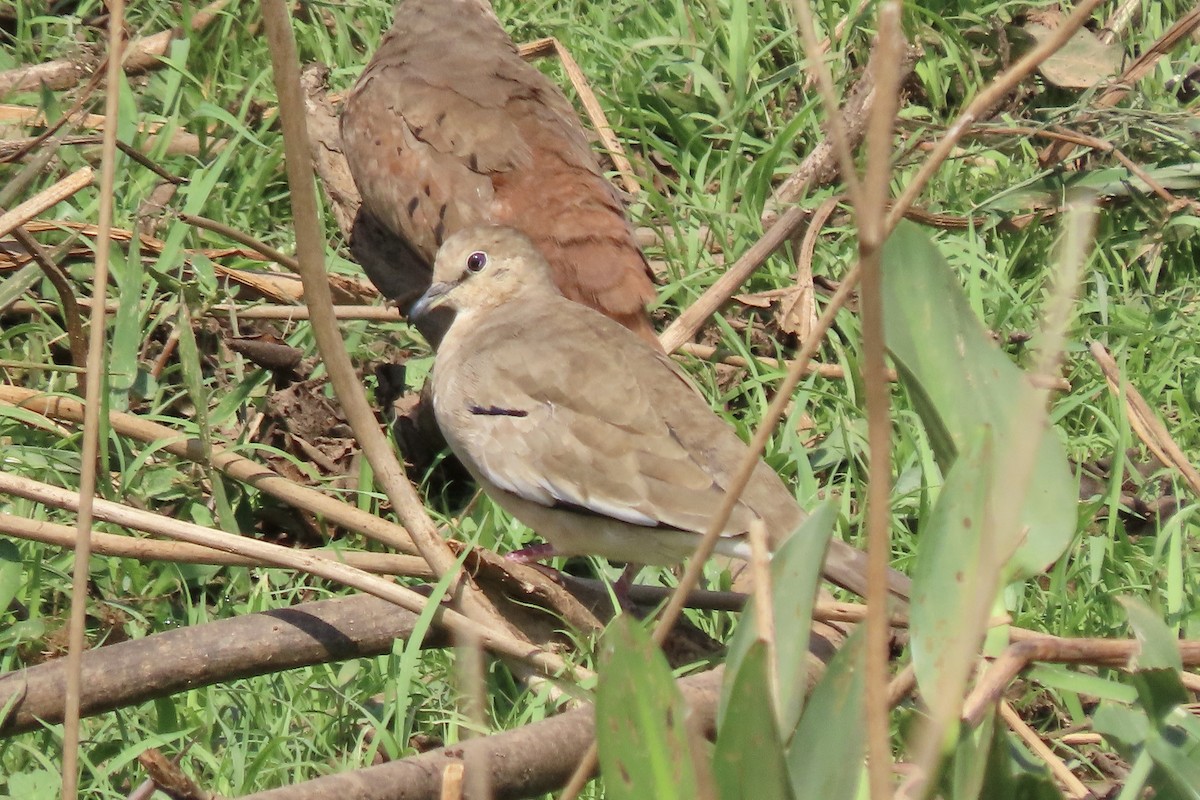 Picui Ground Dove - ML641831400