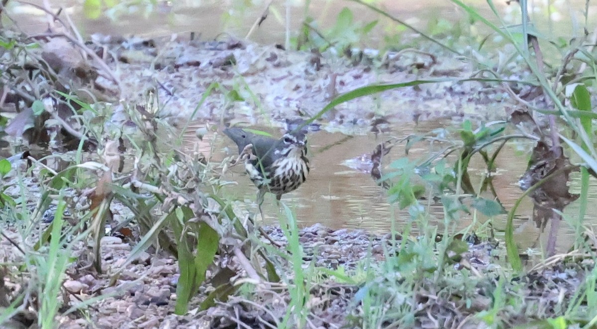 Louisiana Waterthrush - ML641831403