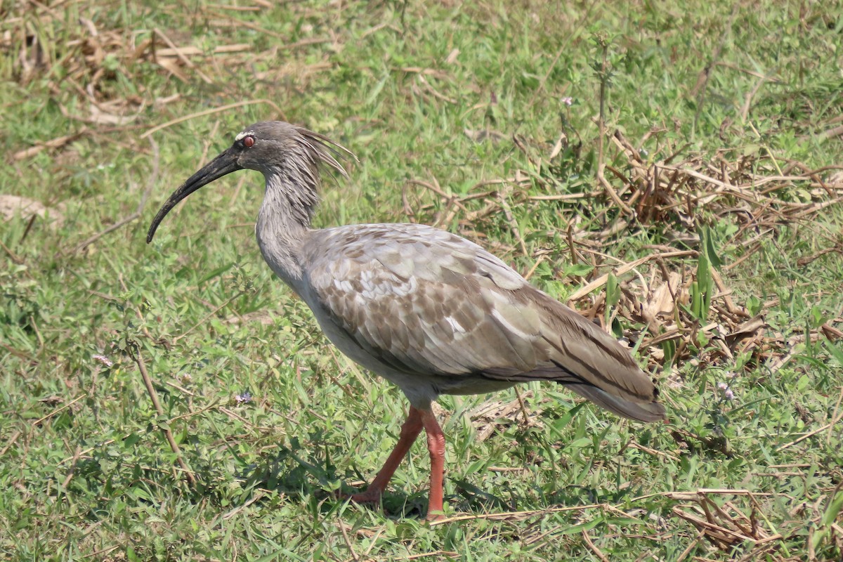 Plumbeous Ibis - ML641831415