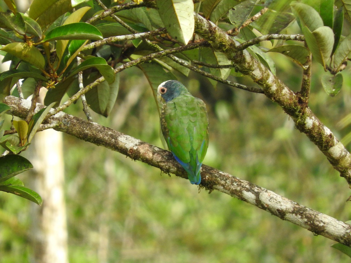 Loro Senil - ML641831430