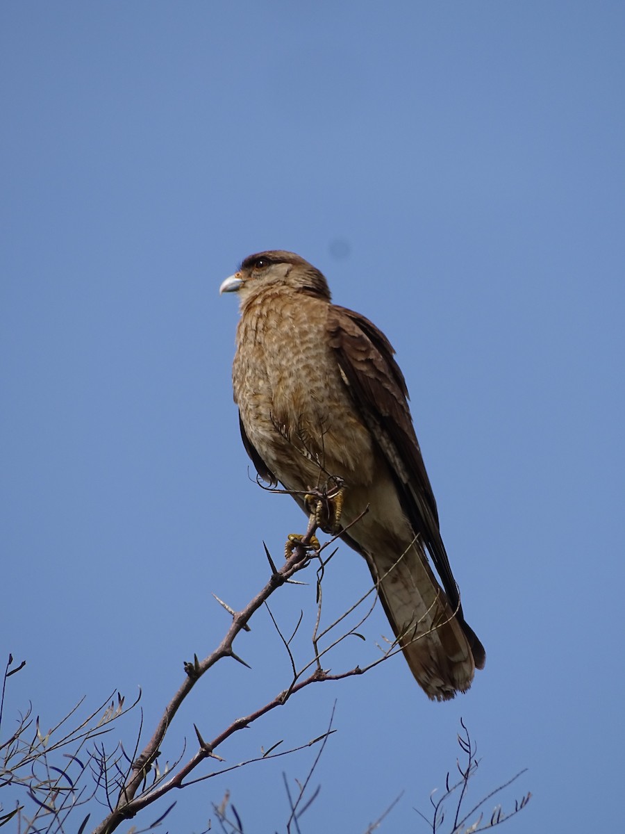Chimango Caracara - ML641831436