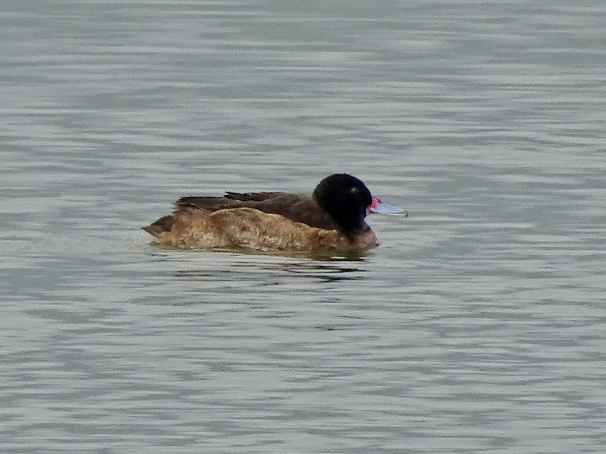 gjøkand - ML641831447
