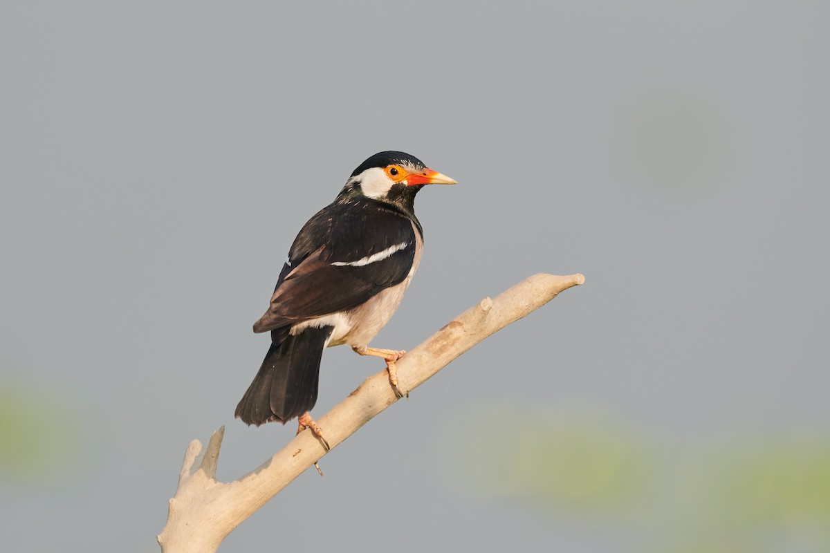 印度鵲椋鳥 - ML641831487