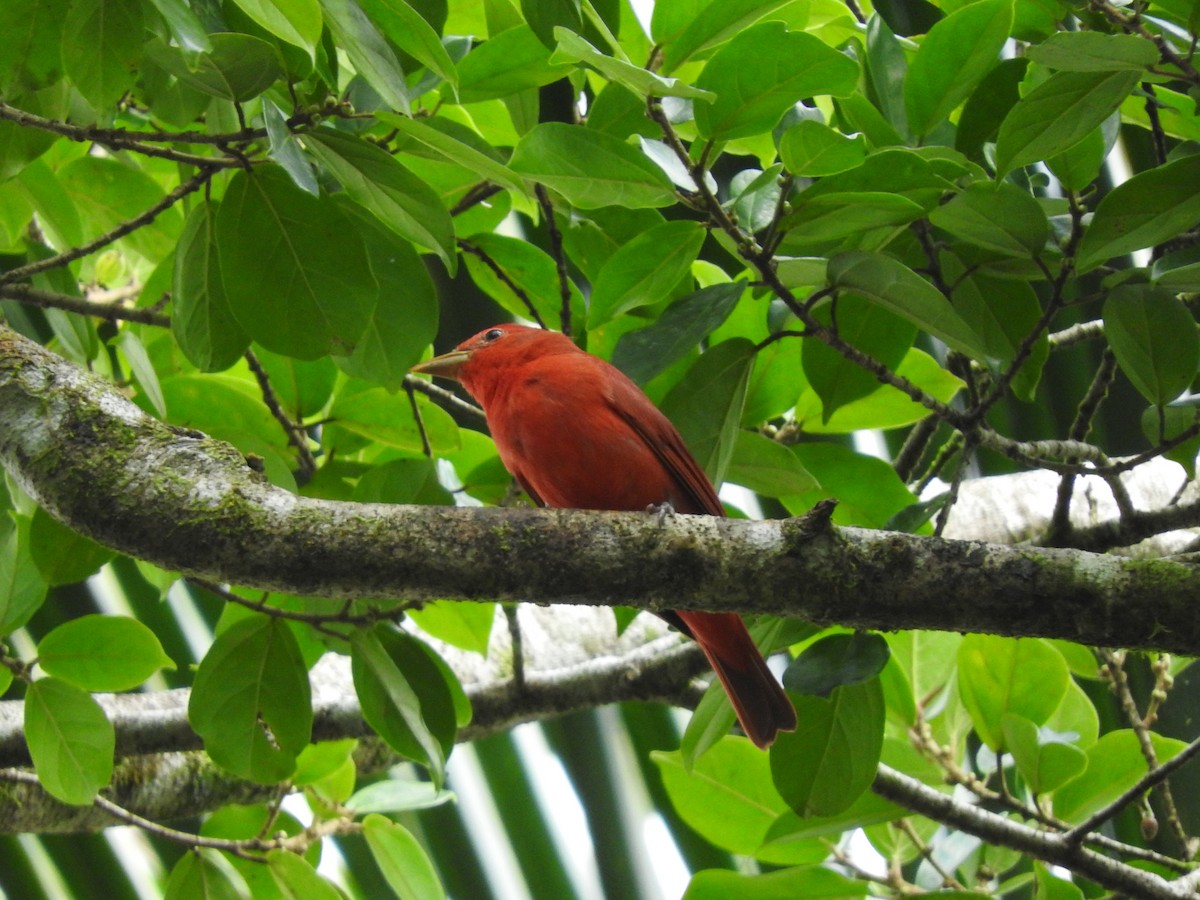 Summer Tanager - ML641831505