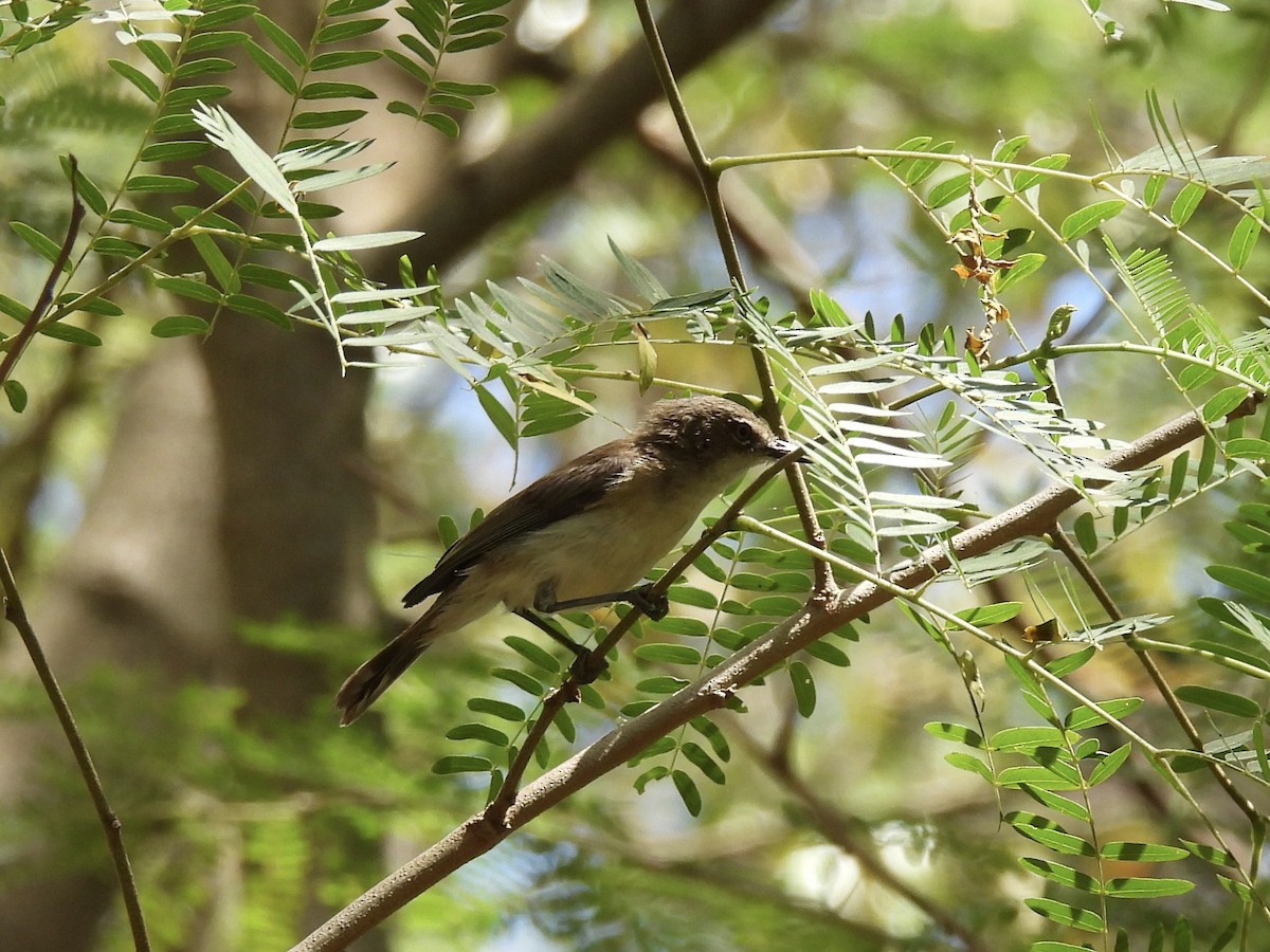 Large-billed Gerygone - ML641831515