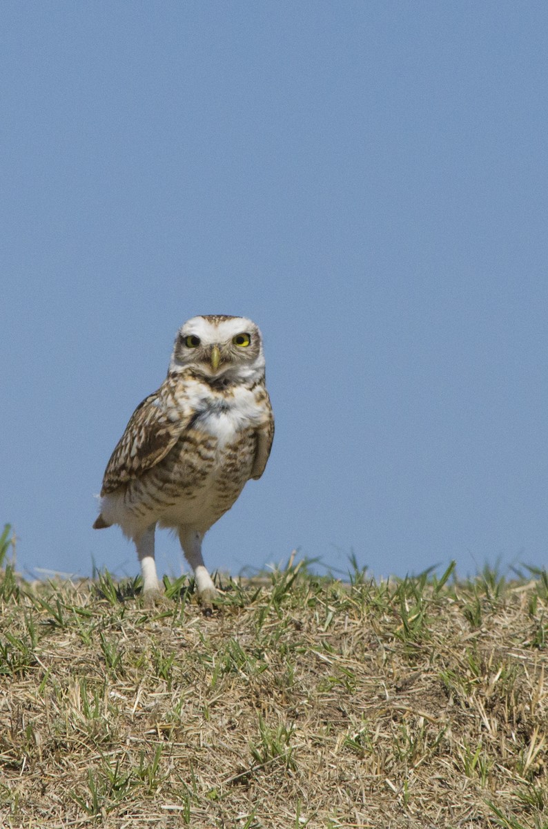 Burrowing Owl - ML641831523