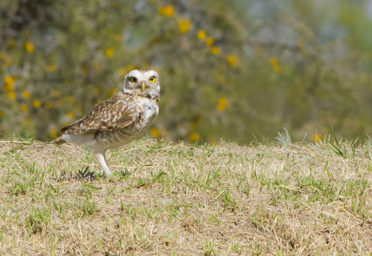 Burrowing Owl - ML641831524