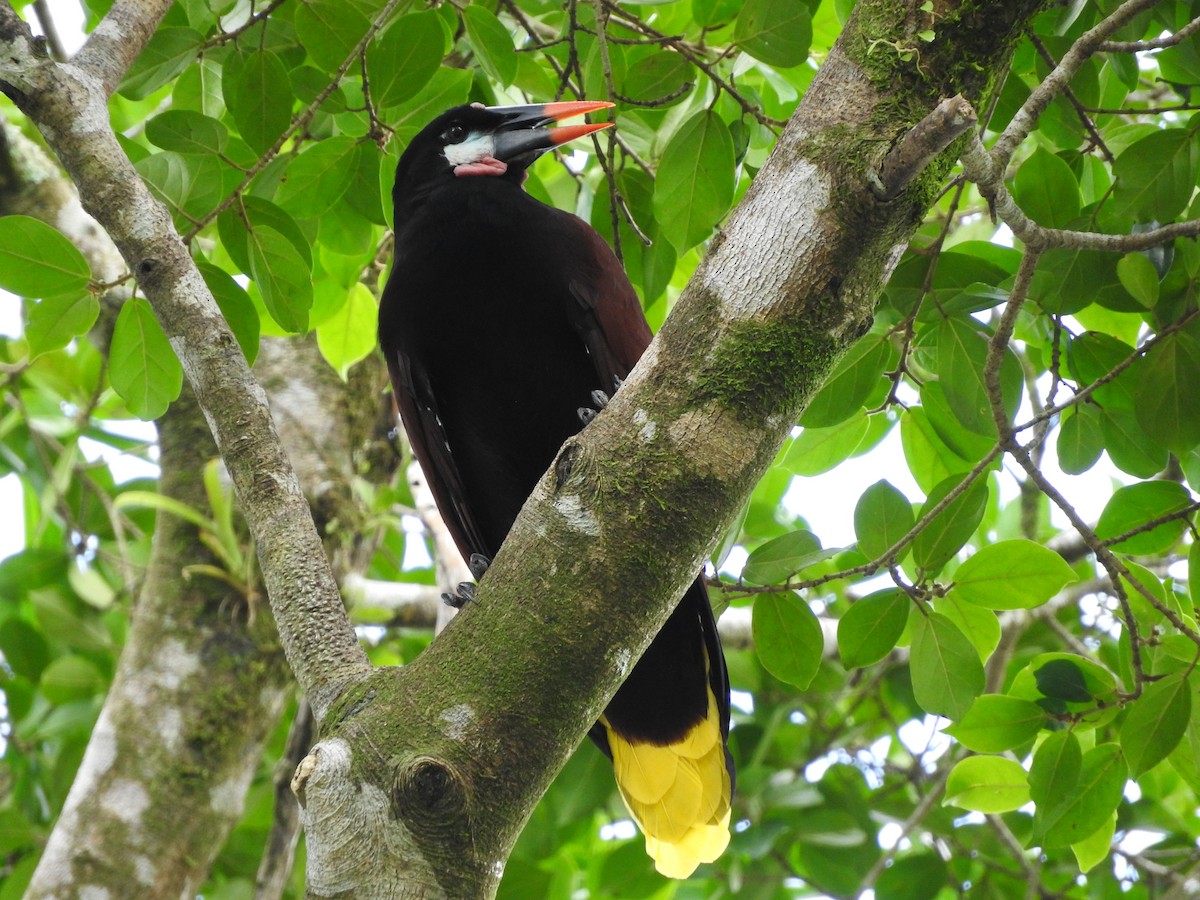 Montezuma Oropendola - ML641831531