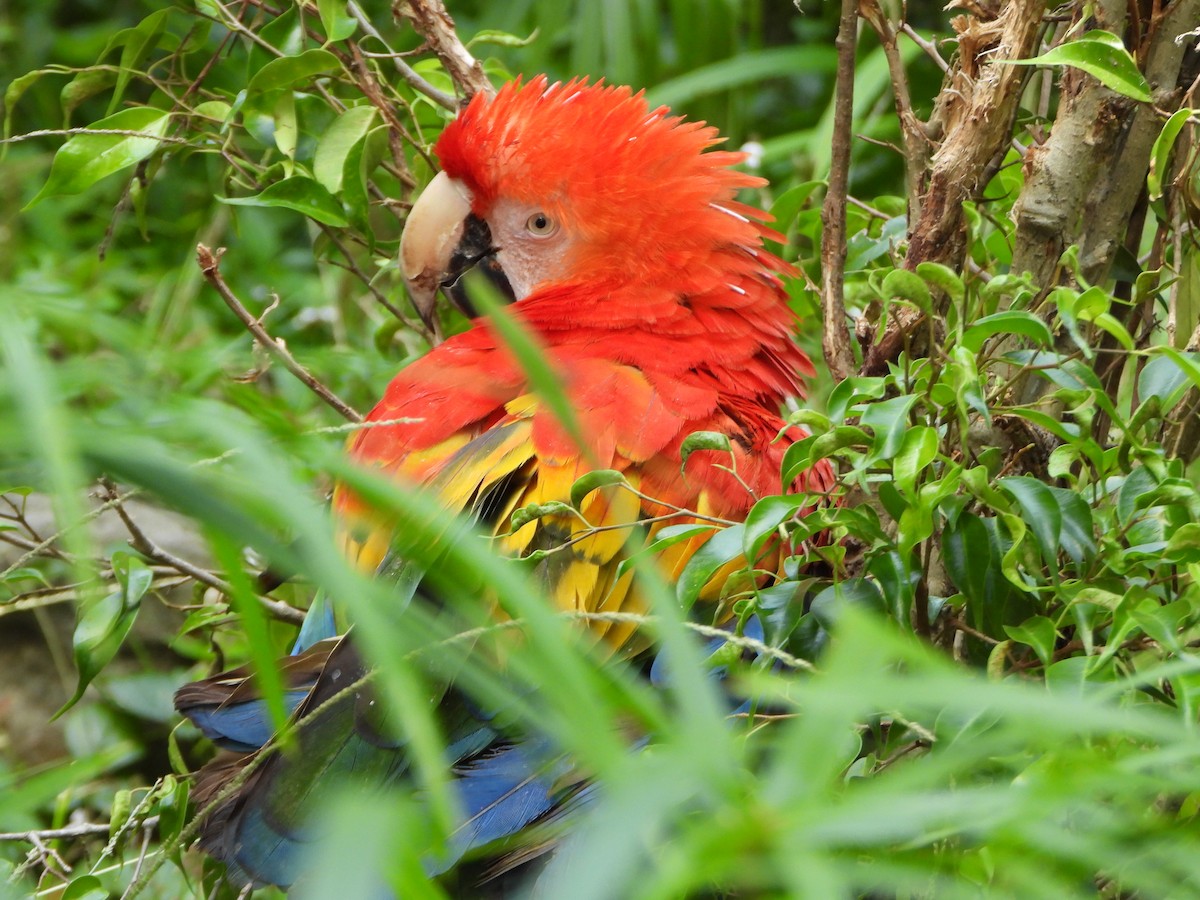 Scarlet Macaw - ML641831546