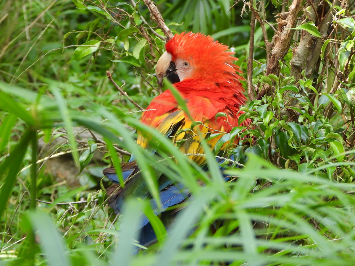 Scarlet Macaw - ML641831547