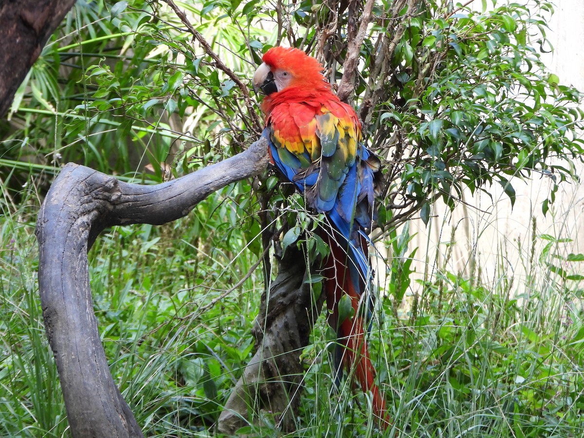 Scarlet Macaw - ML641831548