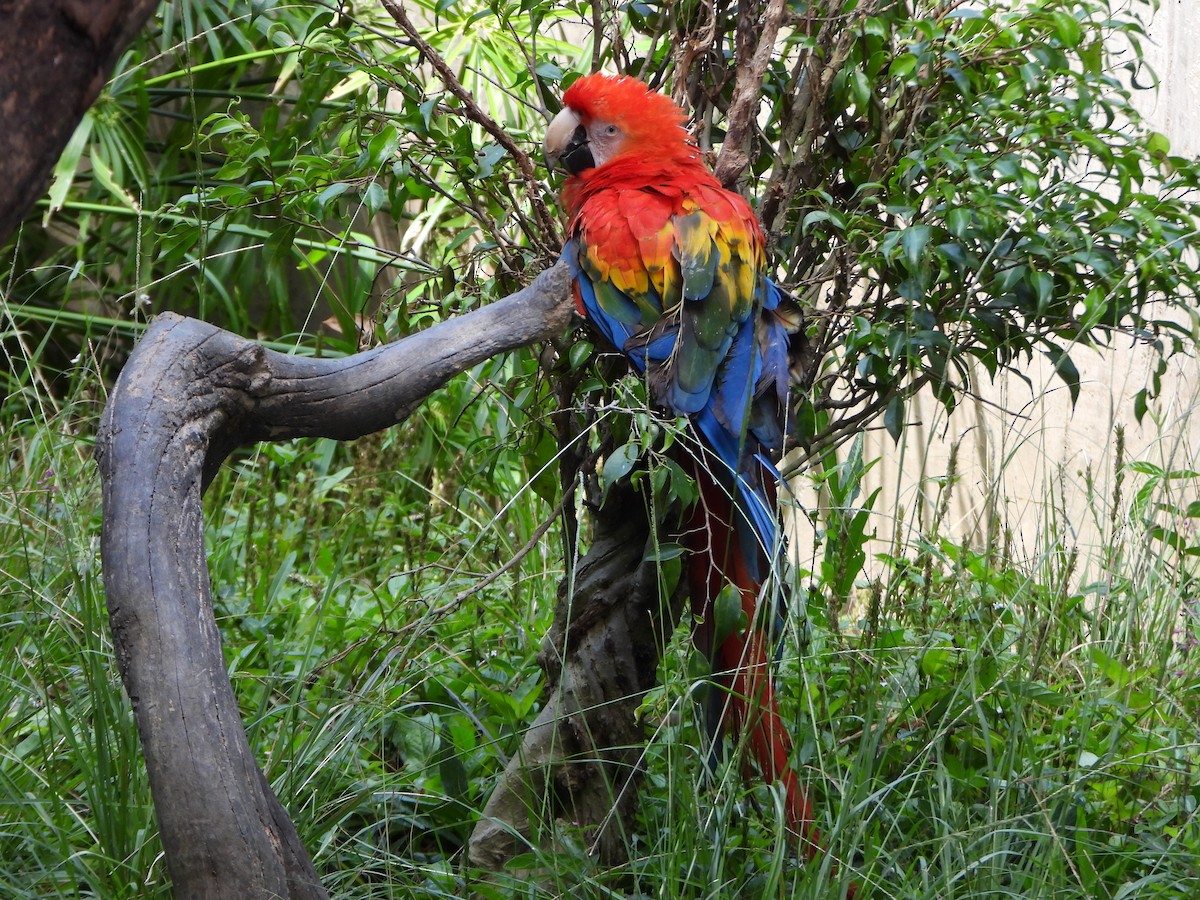 Scarlet Macaw - ML641831549