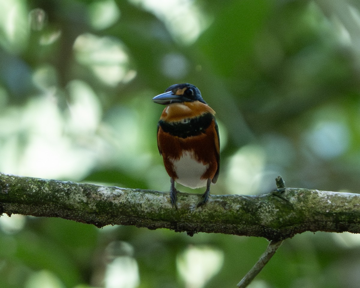 American Pygmy Kingfisher - ML641831553