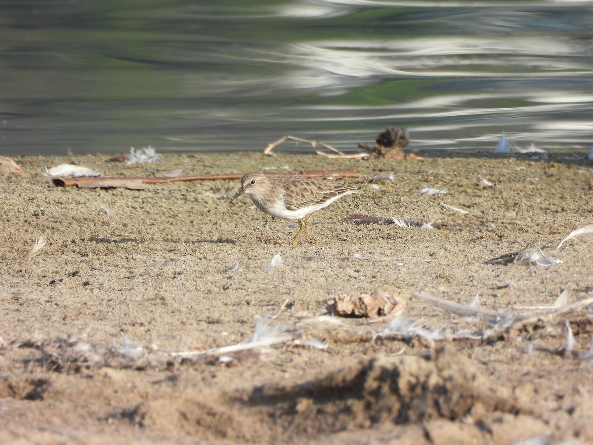 jespák drobný - ML641831554