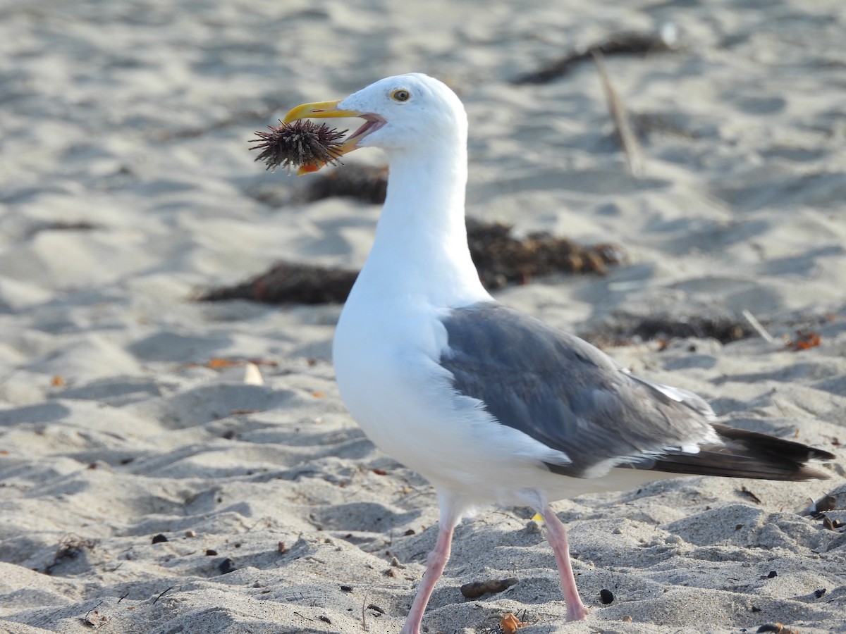 racek západní - ML641831575