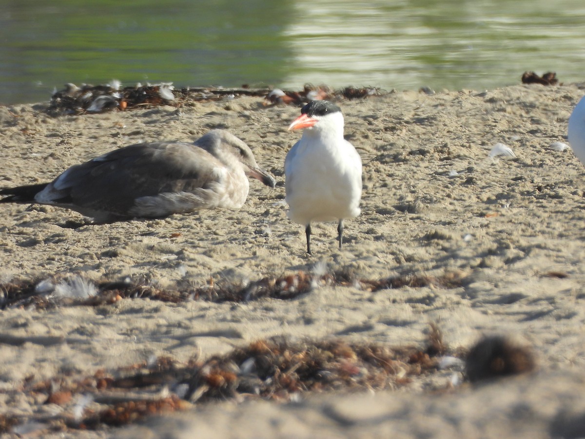 rybák velkozobý - ML641831578