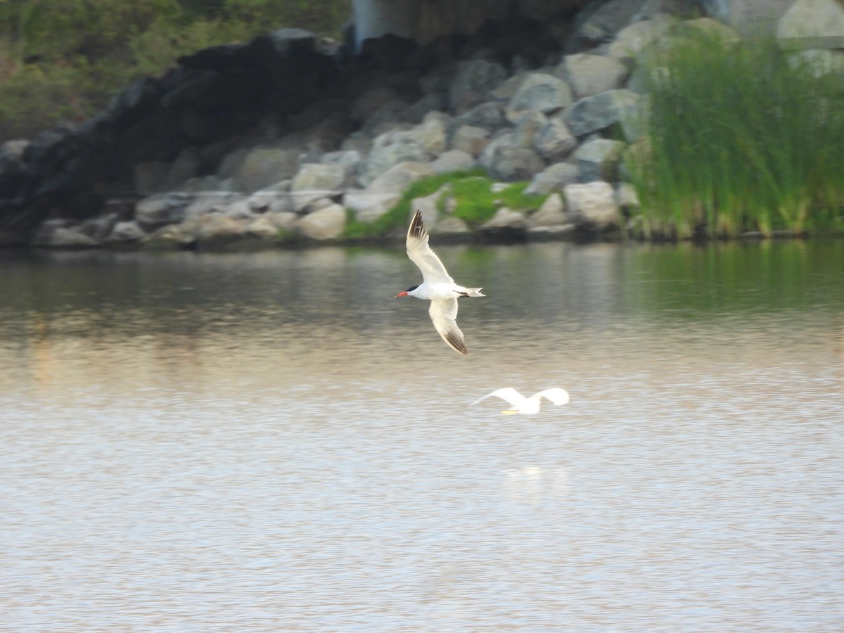 rybák velkozobý - ML641831579