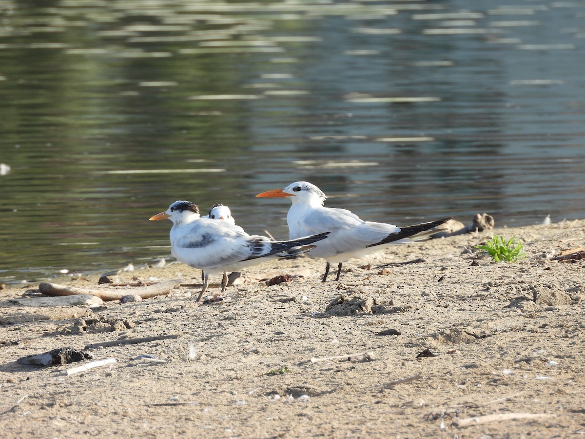 rybák královský - ML641831598