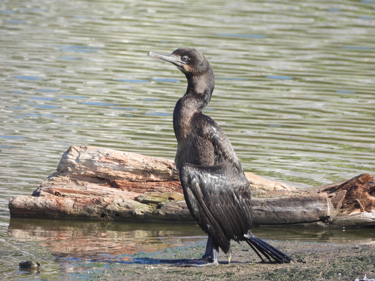 kormorán modrohrdlý - ML641831616