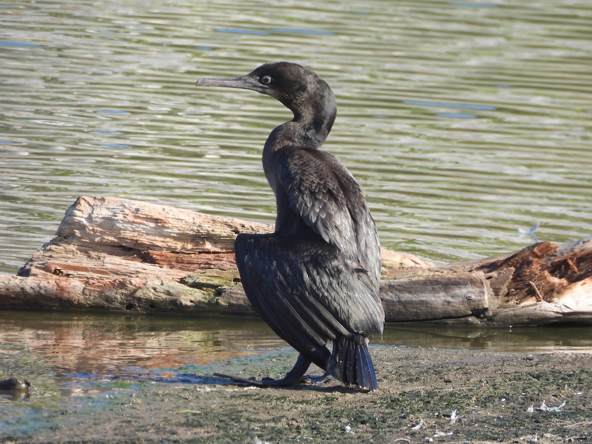 kormorán modrohrdlý - ML641831617