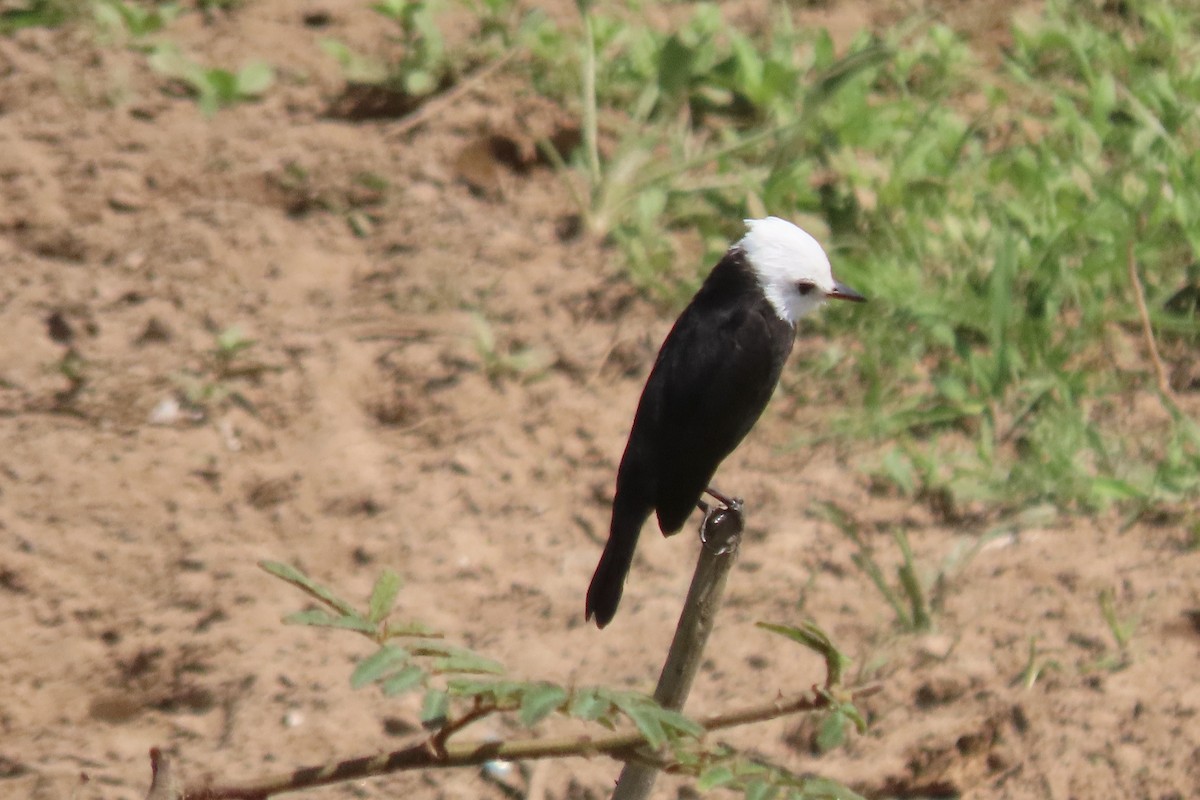 White-headed Marsh Tyrant - ML641831618