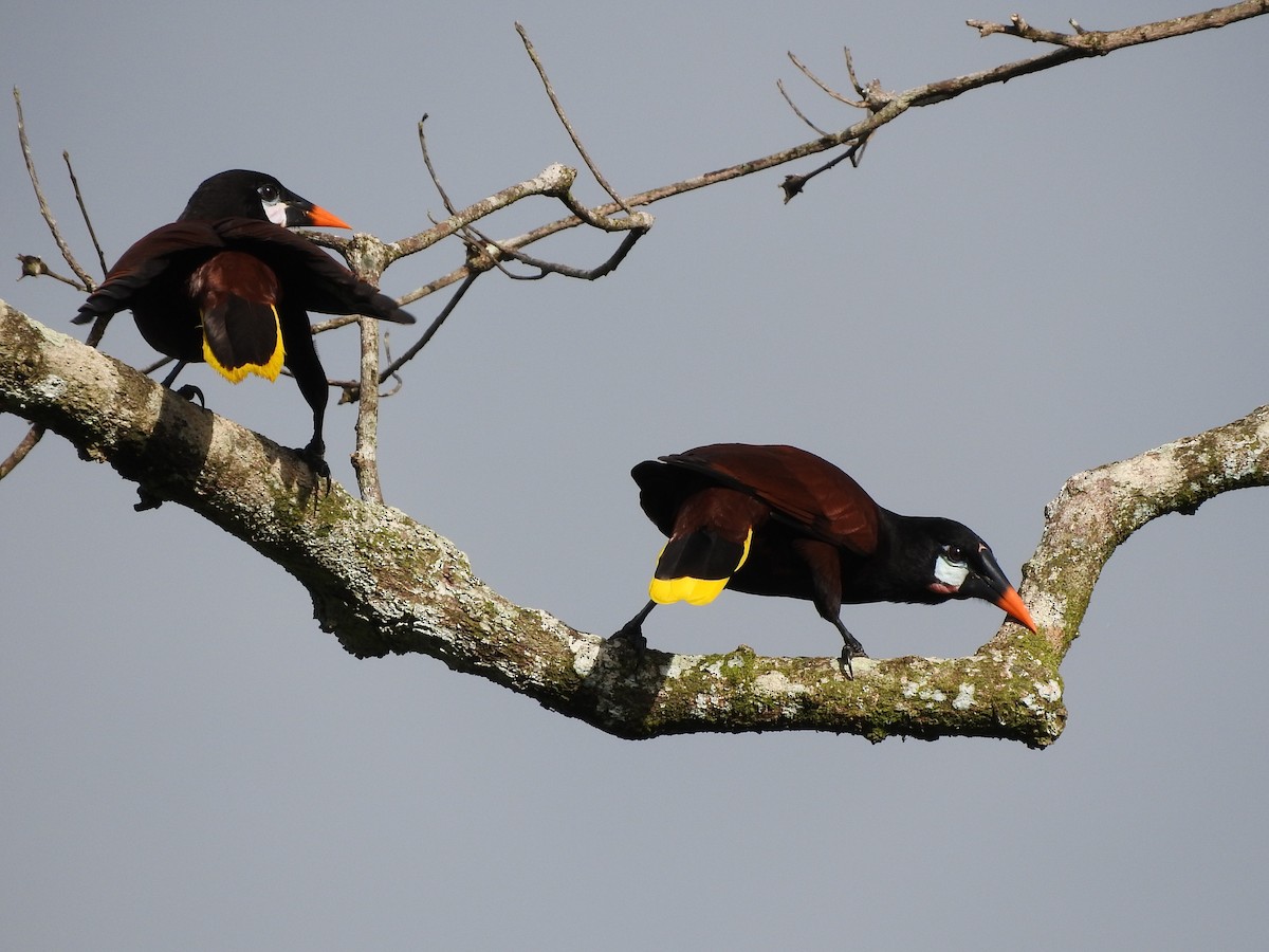 Montezuma Oropendola - ML641831619