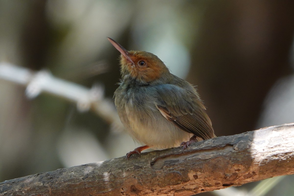 Olive-backed Tailorbird - ML641831620