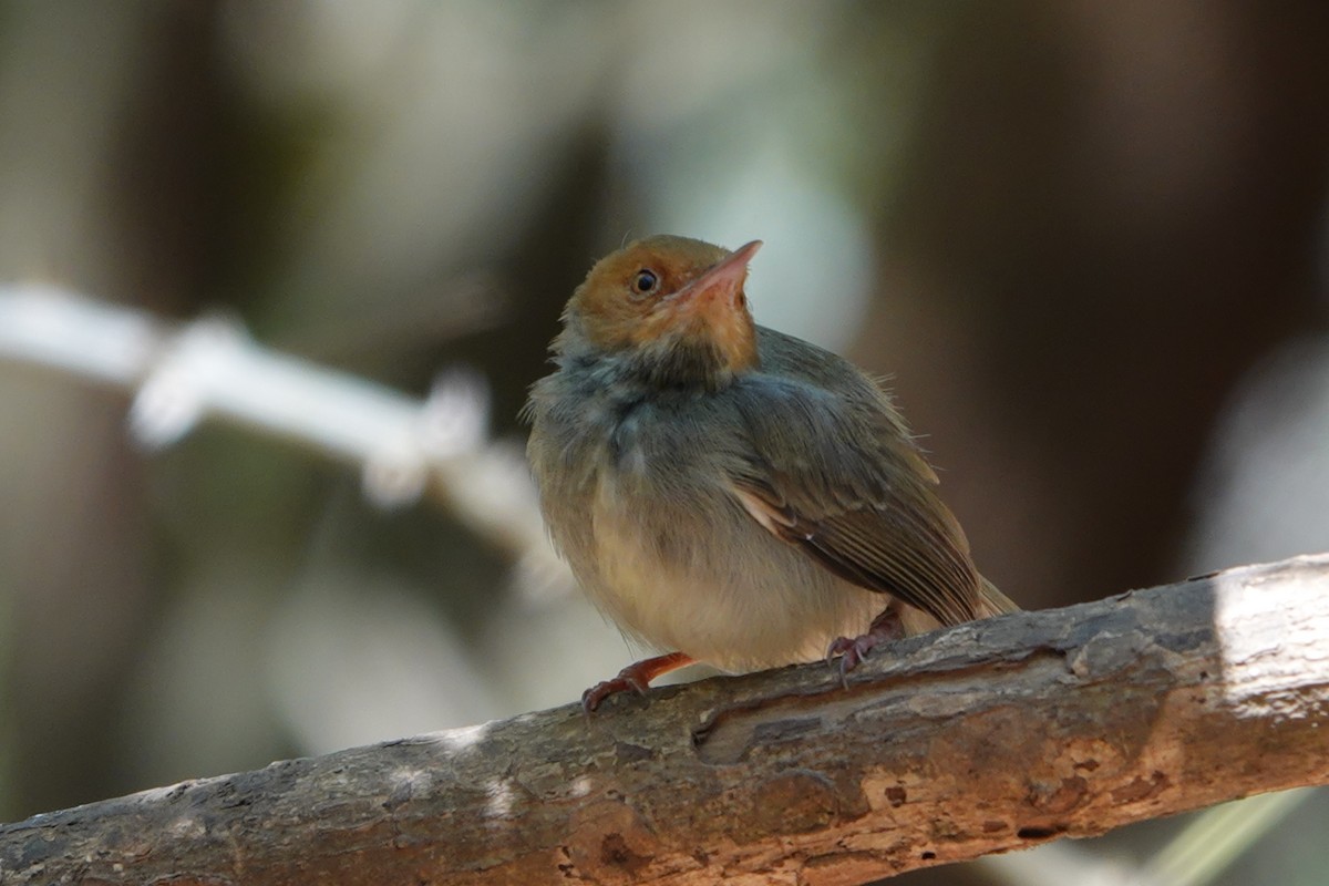 Olive-backed Tailorbird - ML641831621