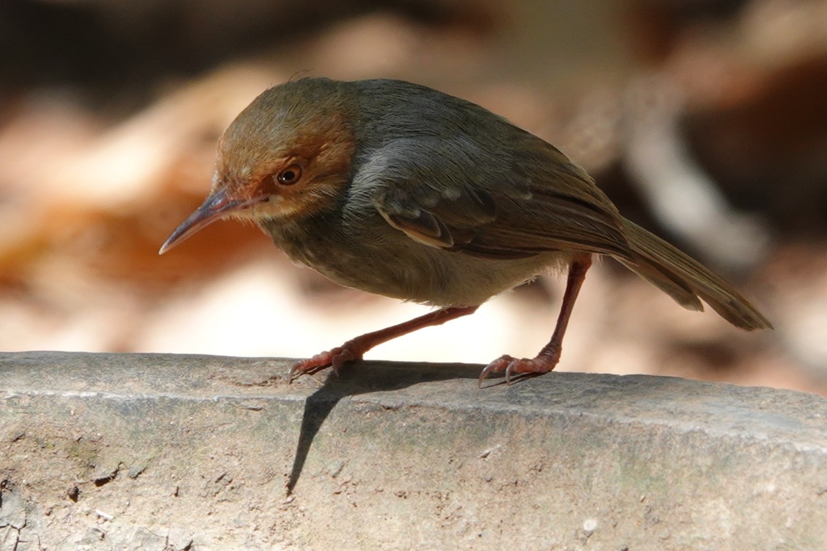Olive-backed Tailorbird - ML641831622