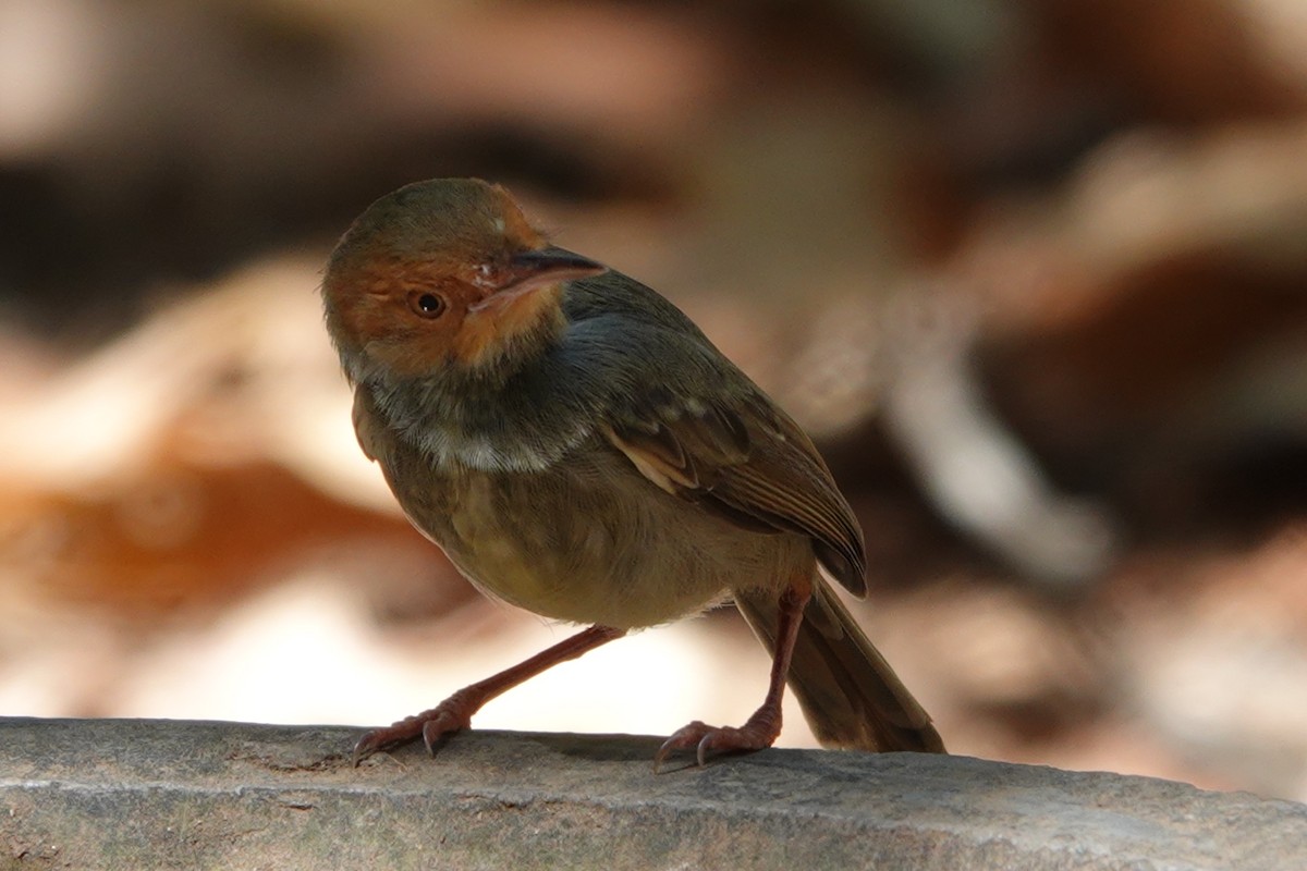 Olive-backed Tailorbird - ML641831623