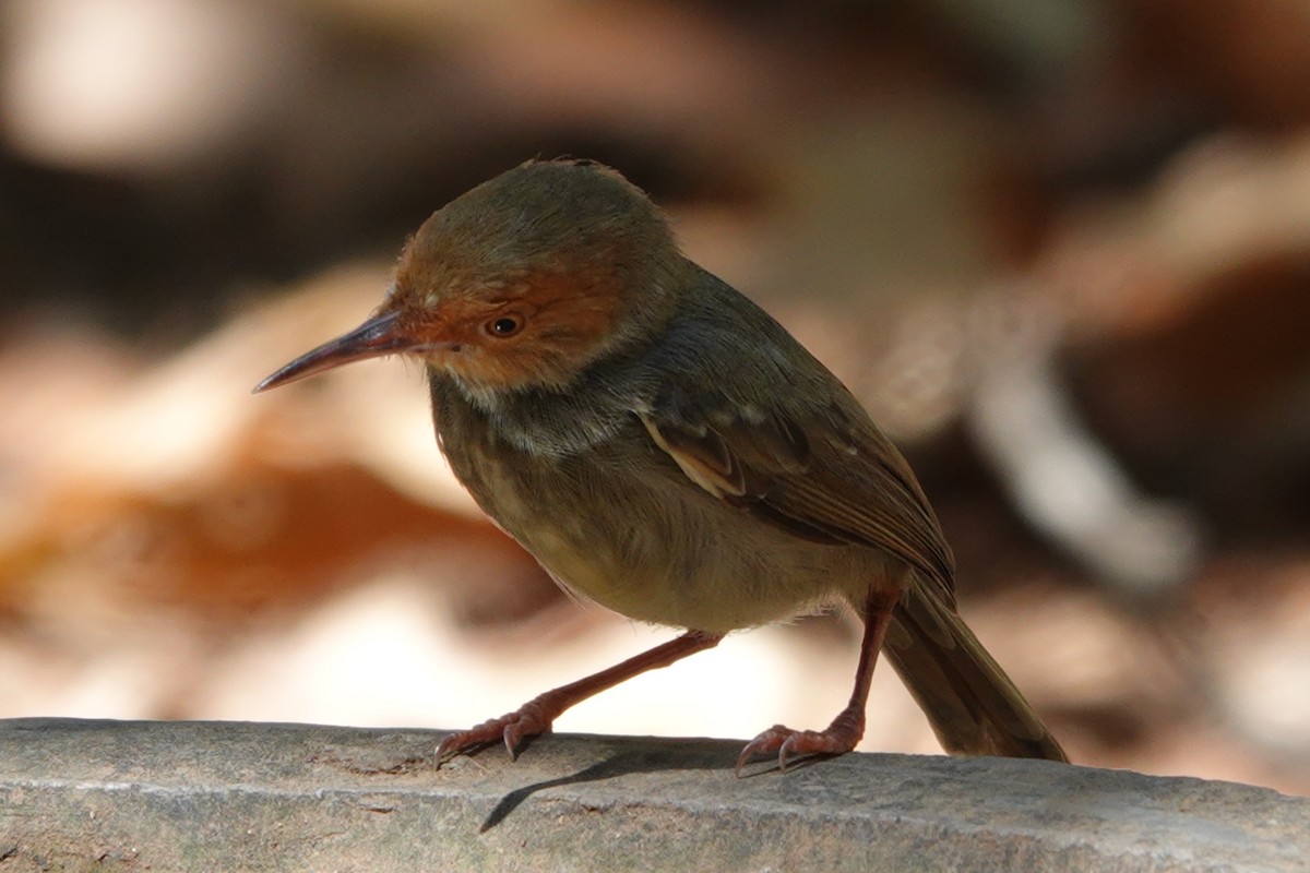 Olive-backed Tailorbird - ML641831624
