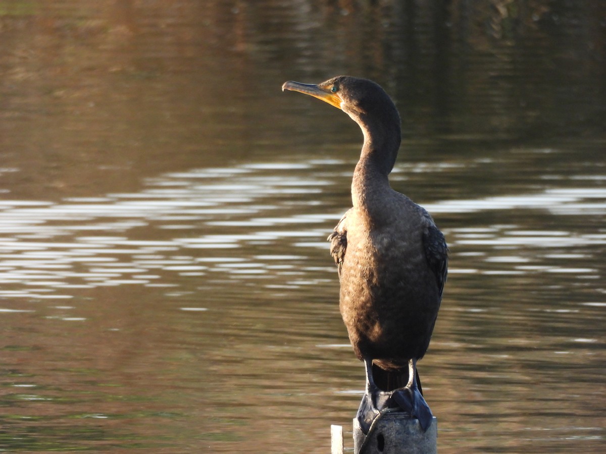 kormorán ušatý - ML641831635