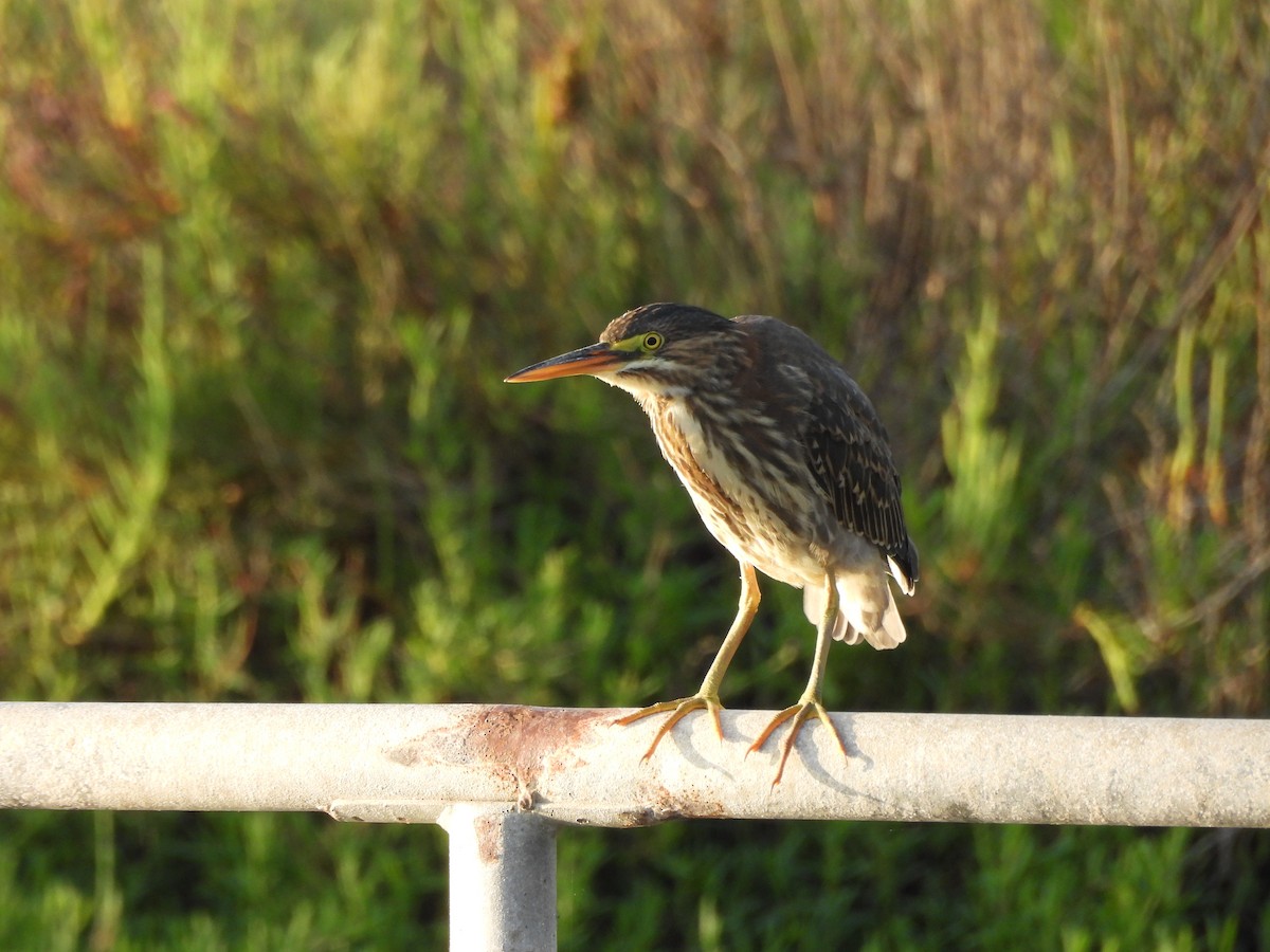 volavka zelenavá - ML641831643